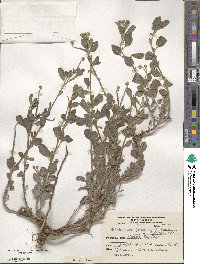 Euploca procumbens image