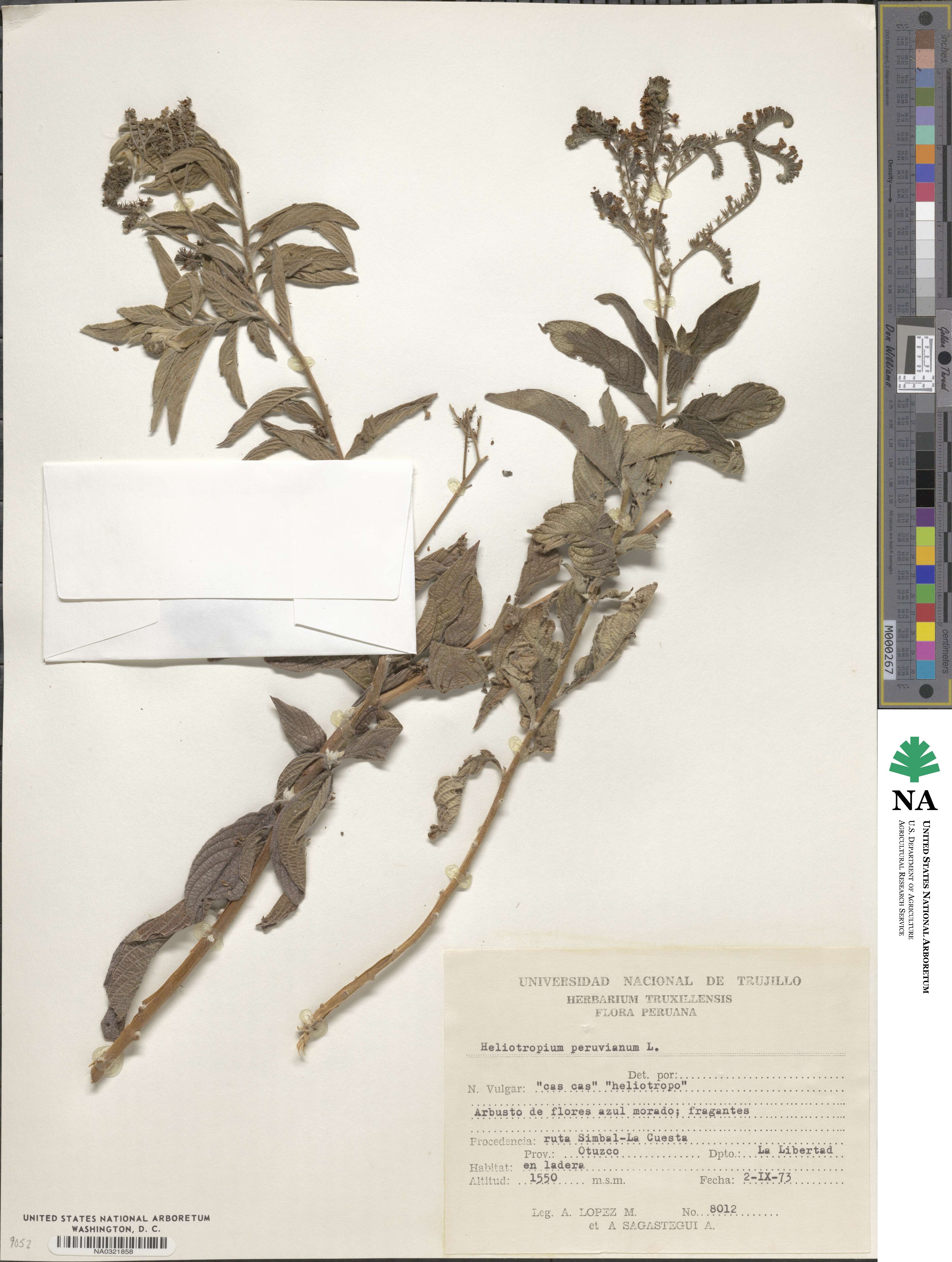 Heliotropium arborescens image