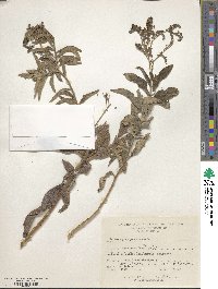 Heliotropium arborescens image