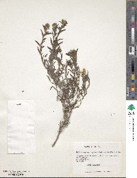 Image of Heliotropium myosotifolium