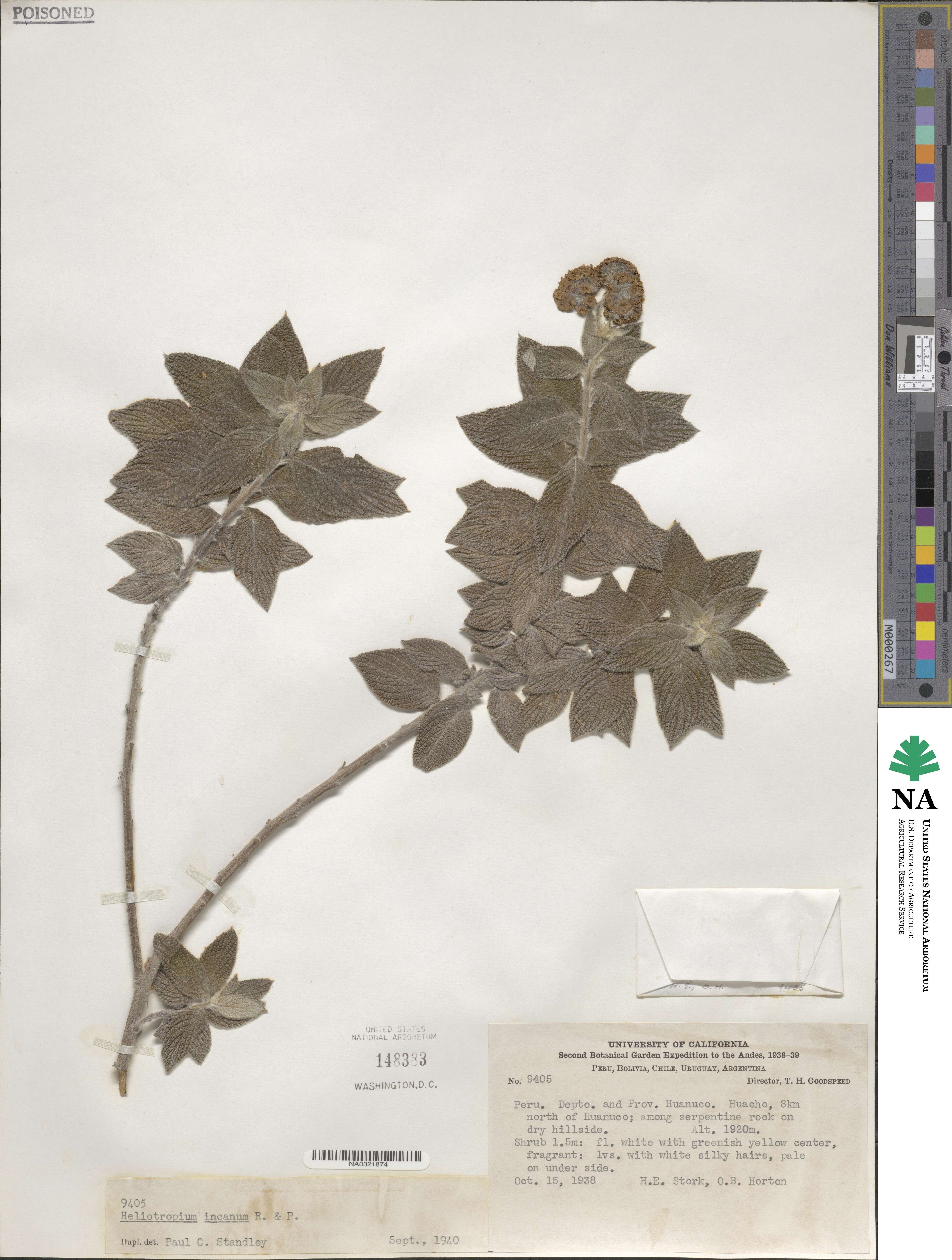 Heliotropium incanum image