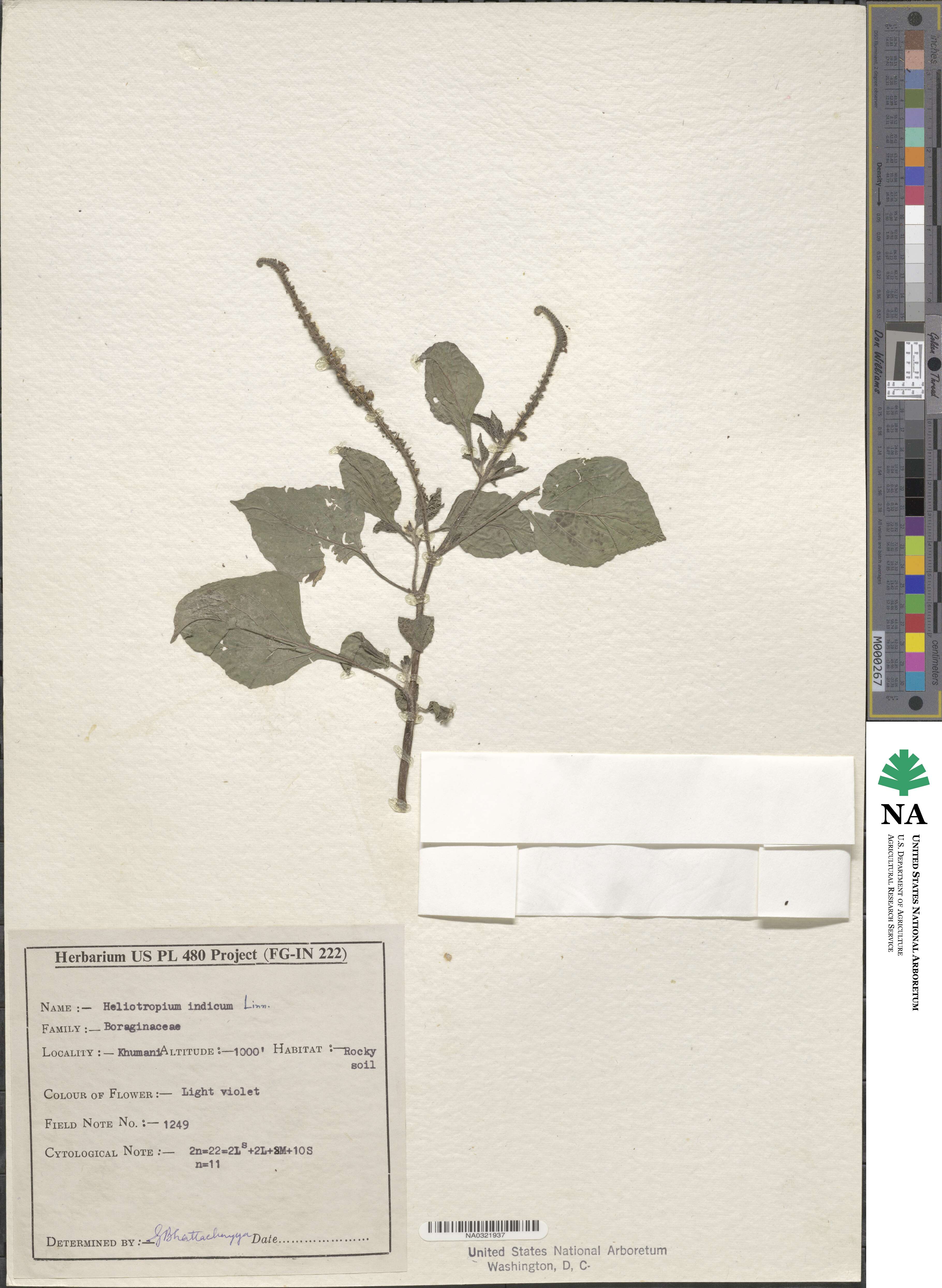 Heliotropium indicum image