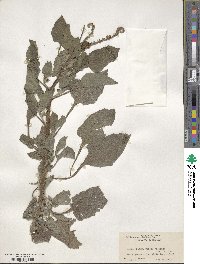 Heliotropium indicum image