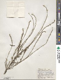 Heliotropium zeylanicum image