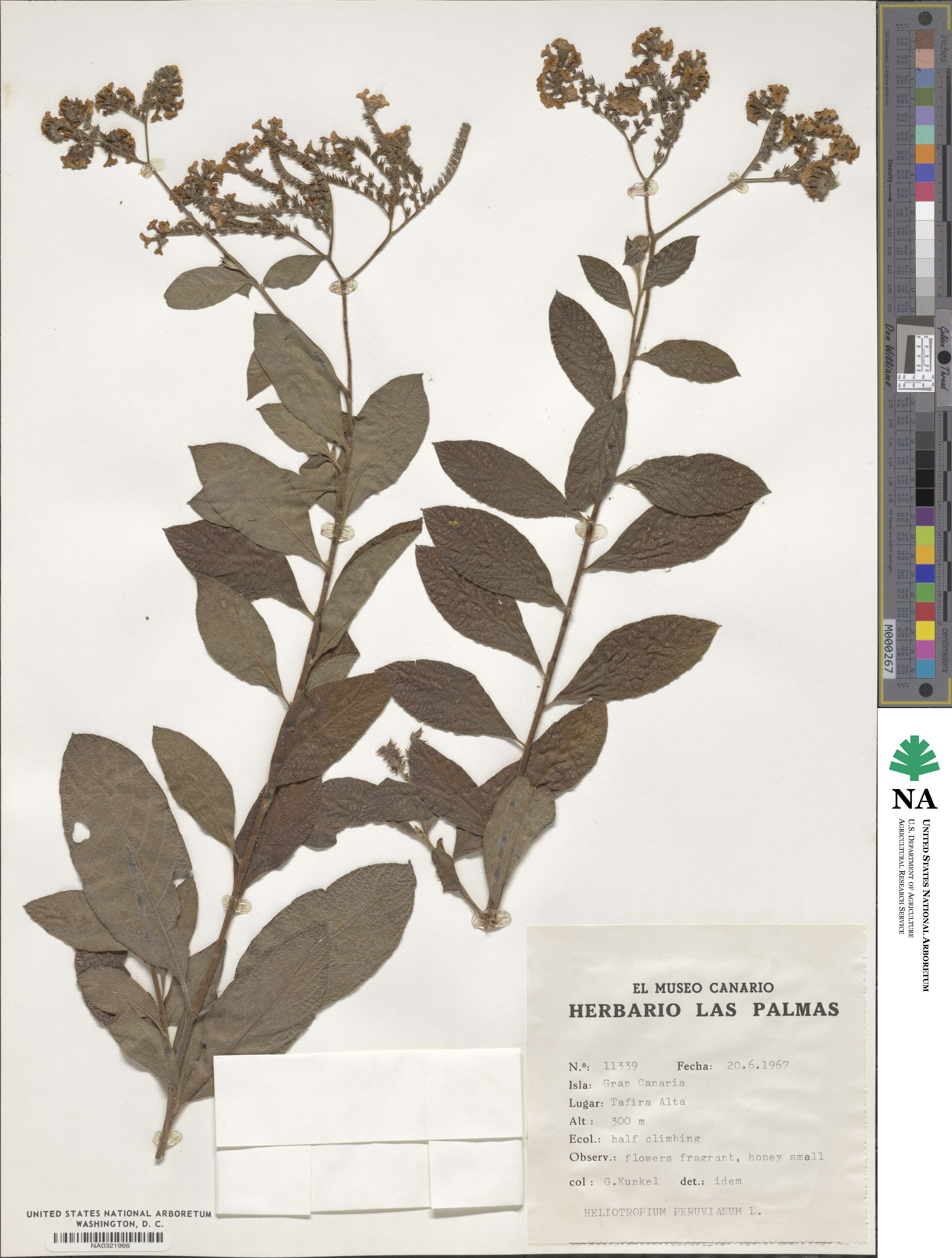 Heliotropium arborescens image