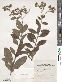 Heliotropium arborescens image