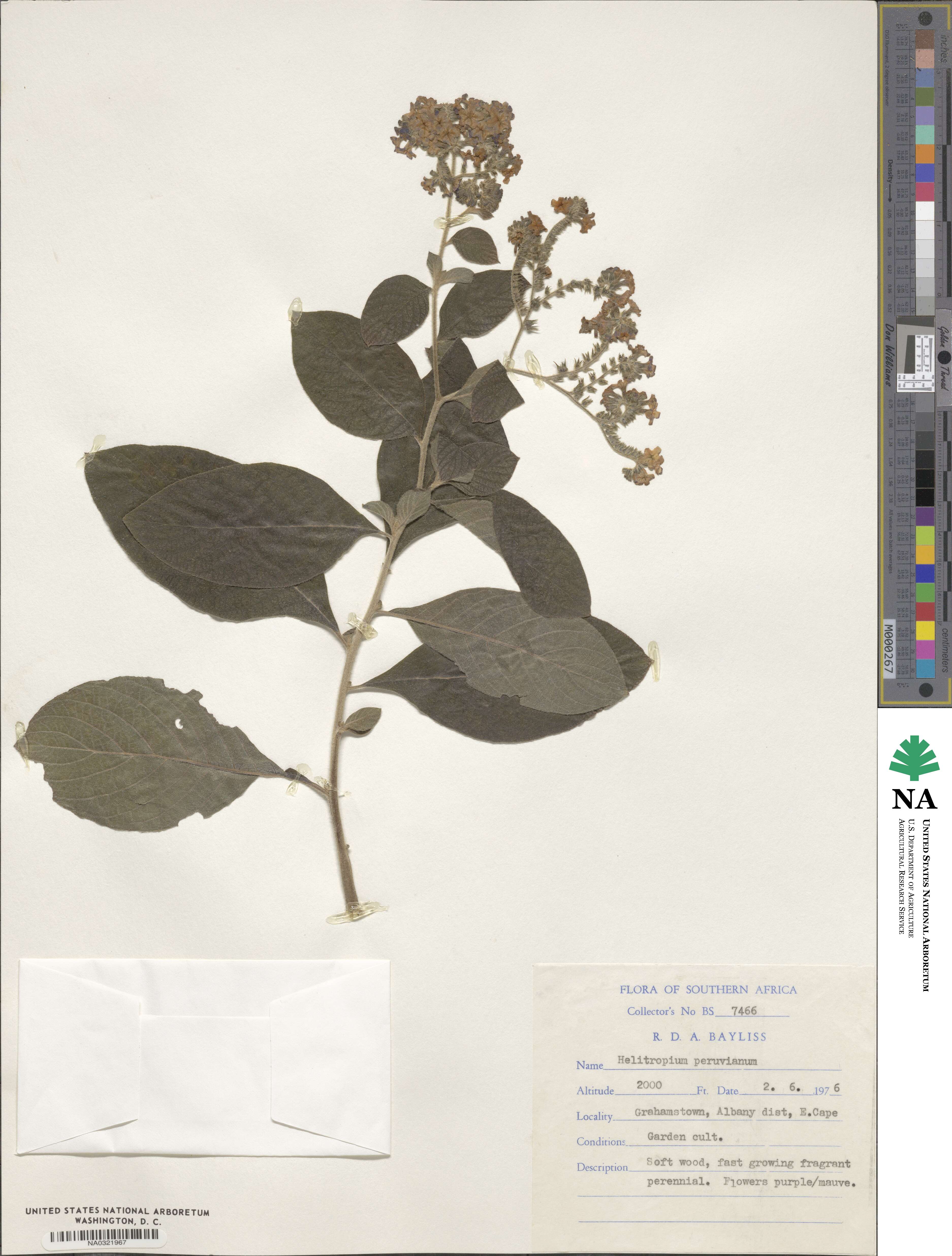 Heliotropium arborescens image