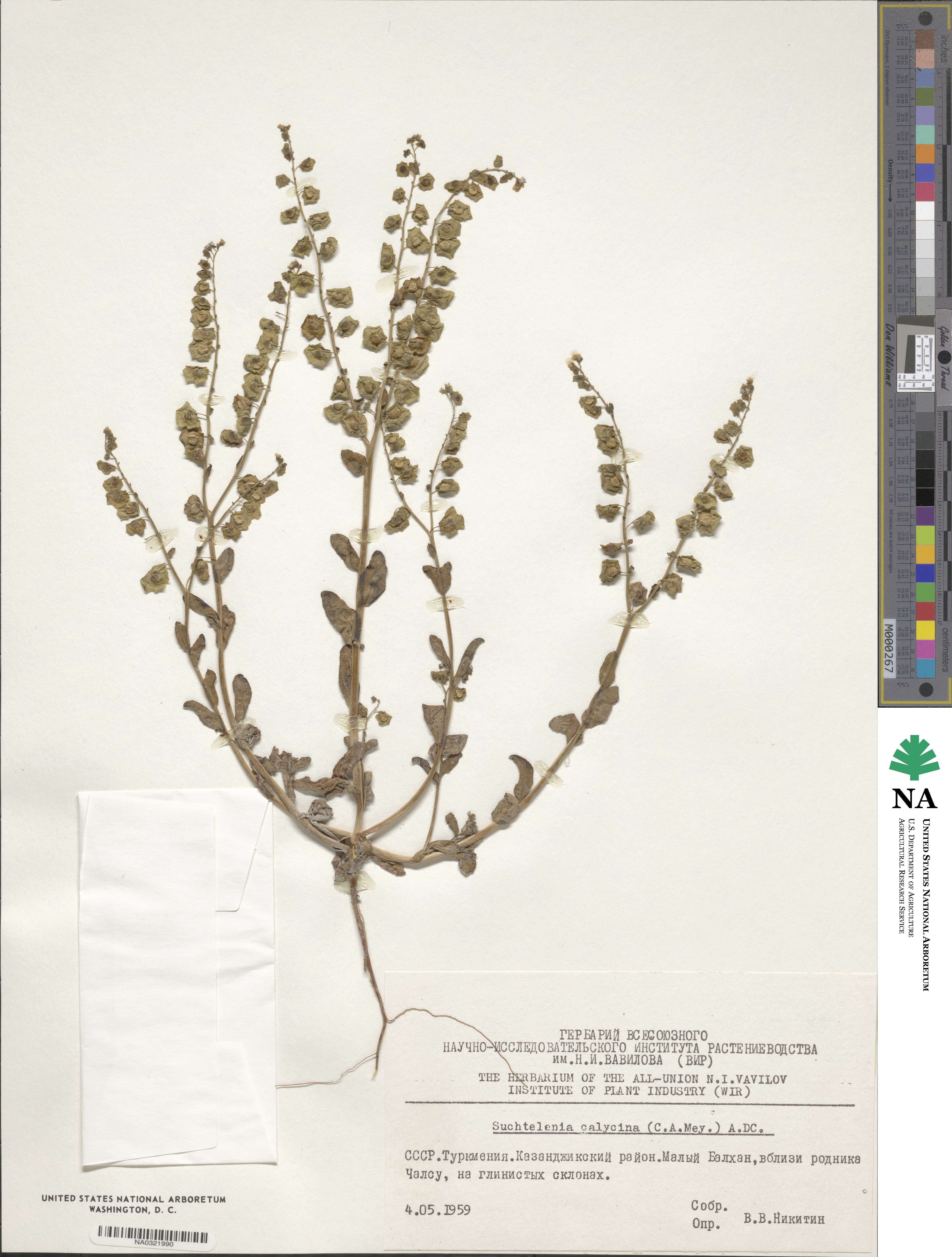 Suchtelenia calycina image
