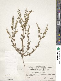 Image of Suchtelenia calycina
