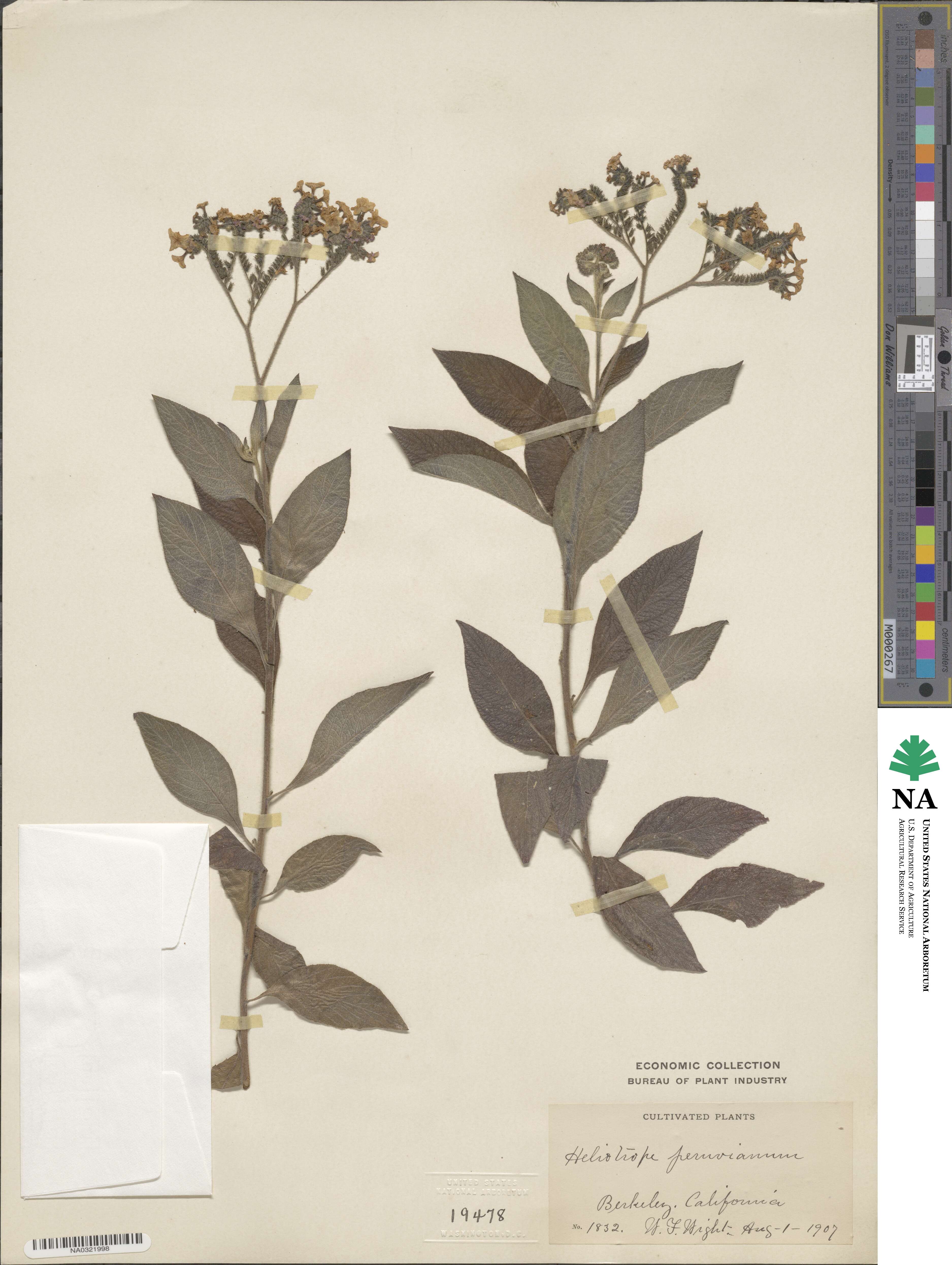 Heliotropium arborescens image