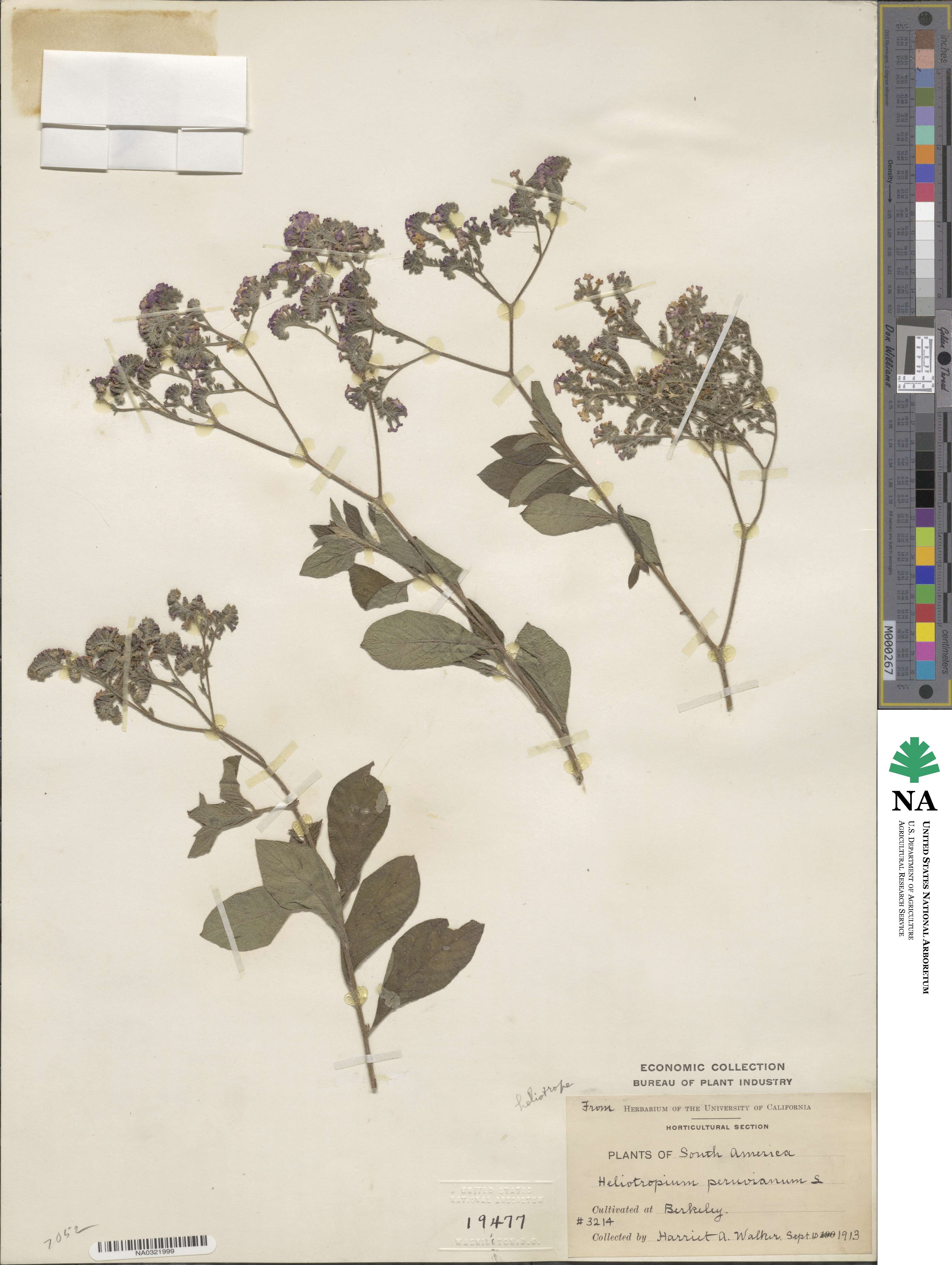 Heliotropium arborescens image