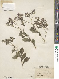 Heliotropium arborescens image