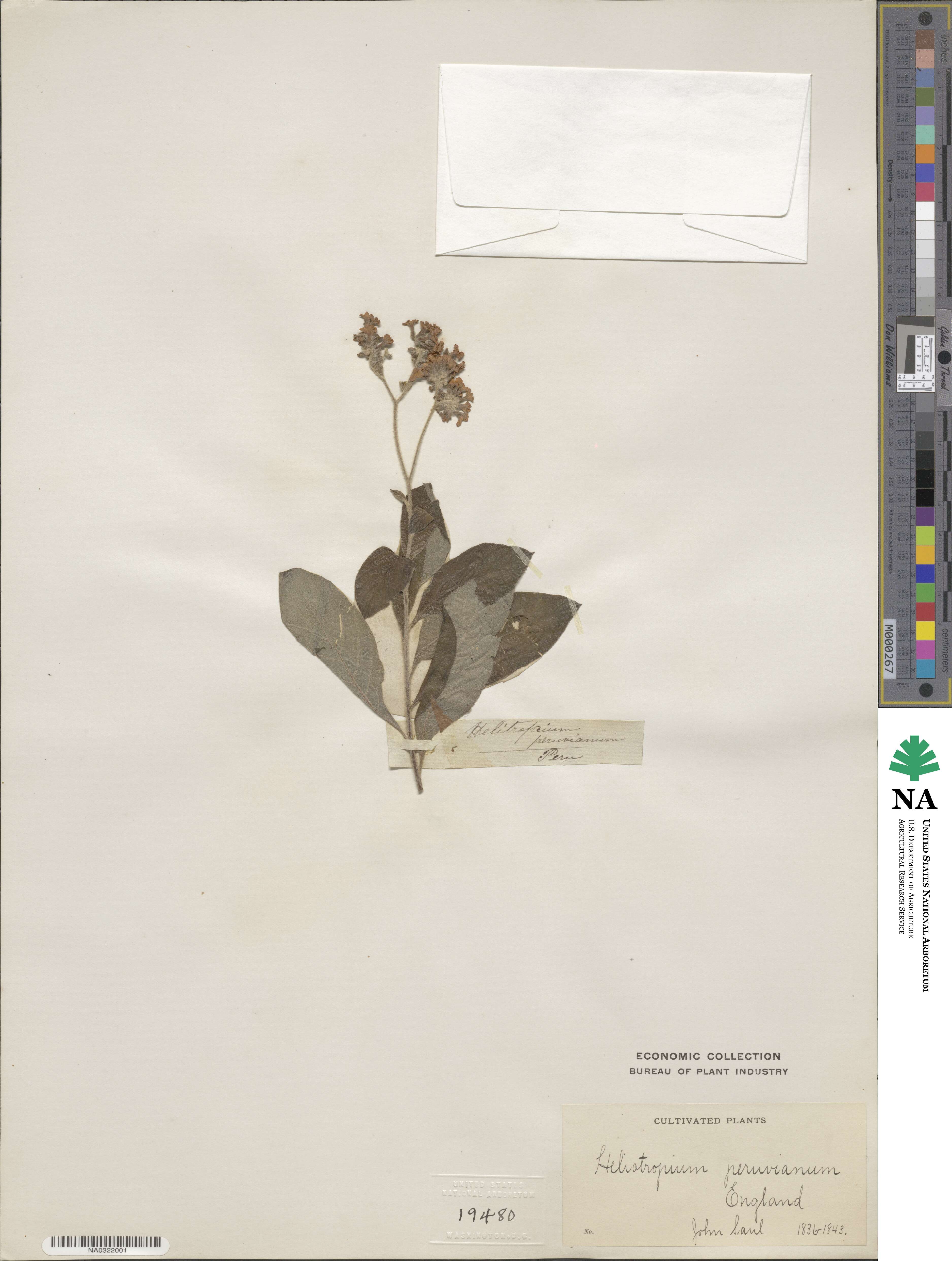 Heliotropium arborescens image