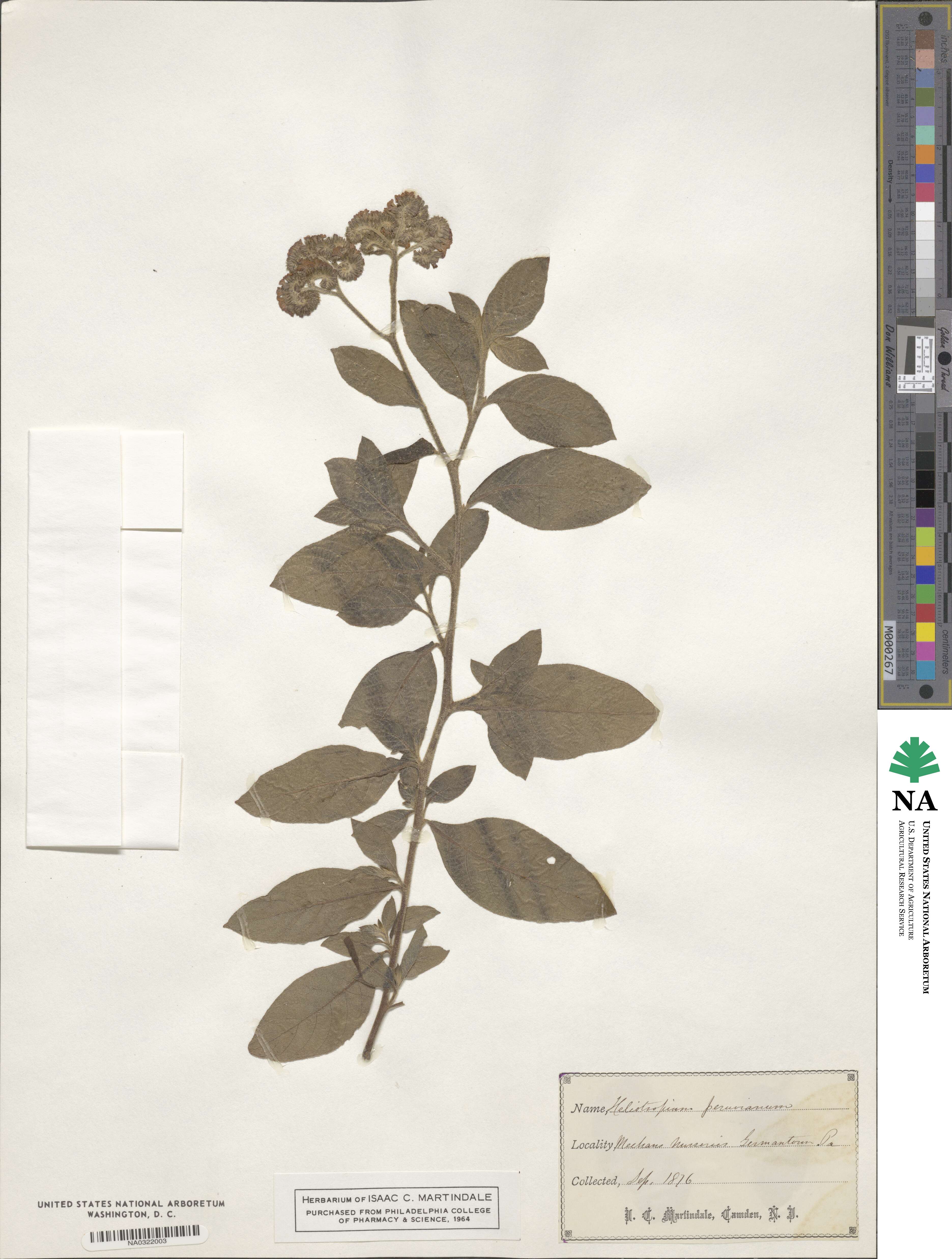 Heliotropium arborescens image