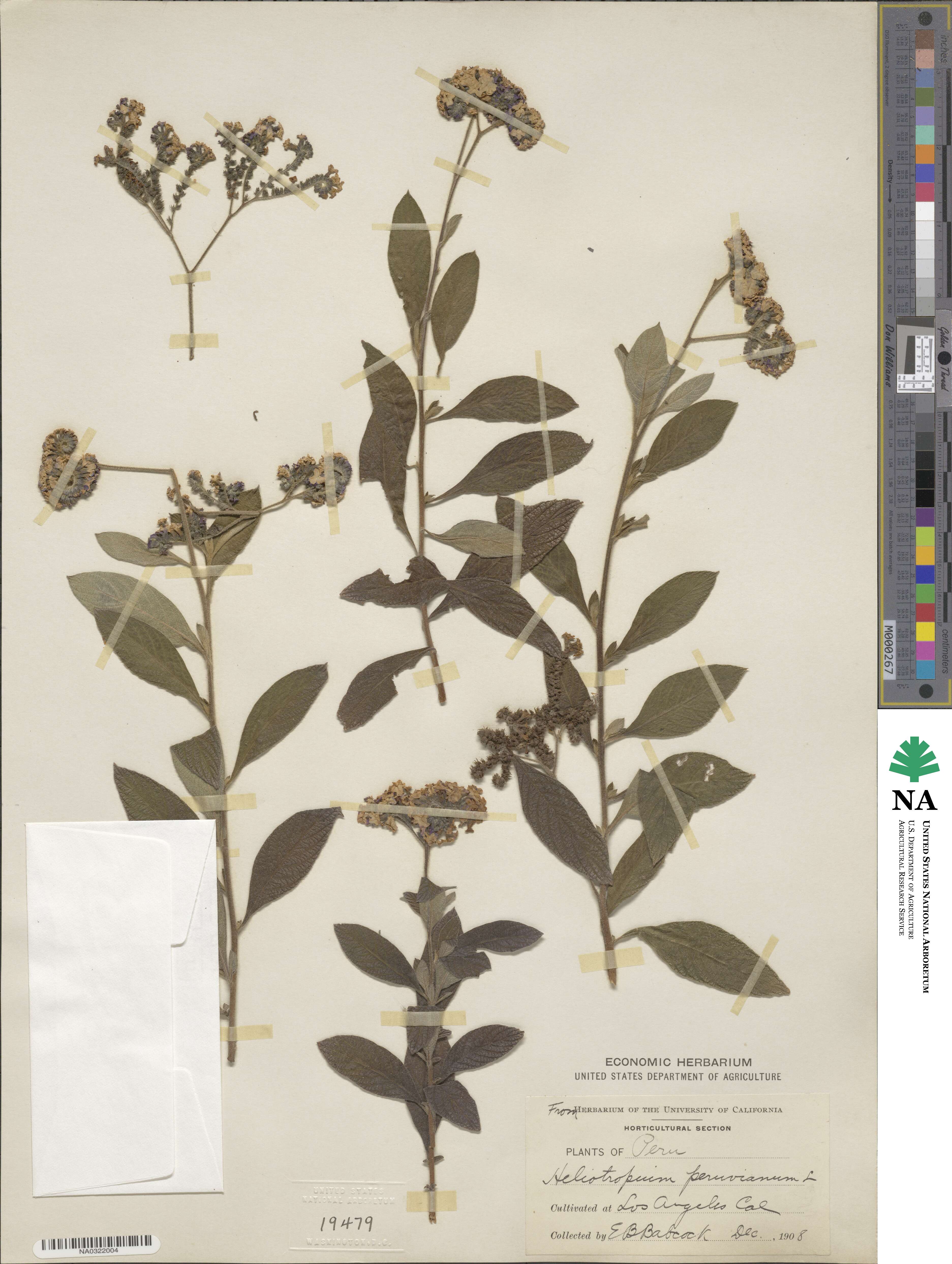 Heliotropium arborescens image