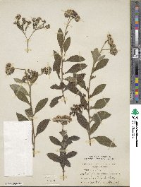 Heliotropium arborescens image