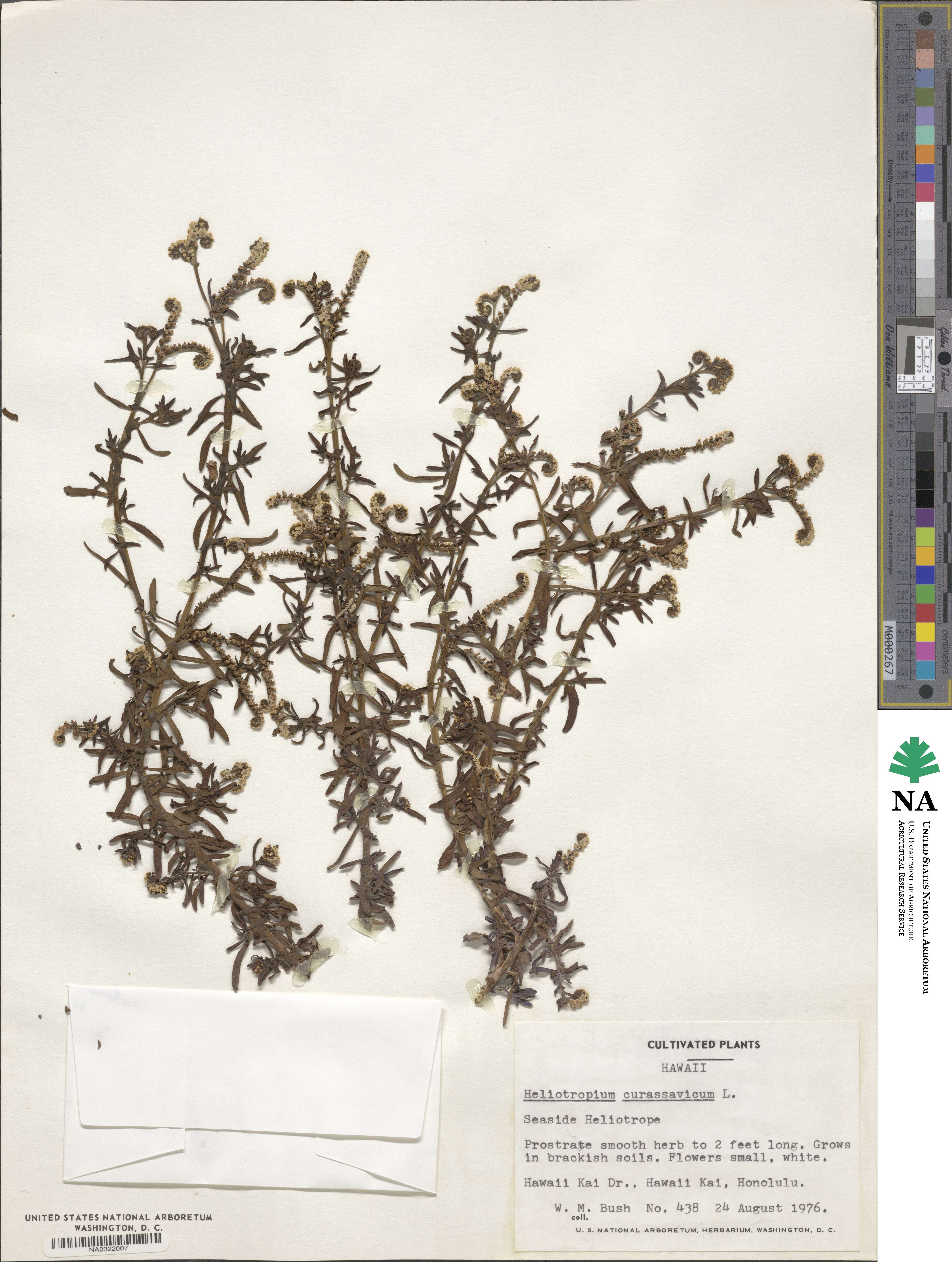 Heliotropium curassavicum image