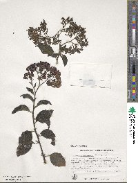 Heliotropium arborescens image