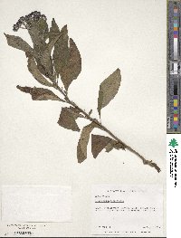 Heliotropium arborescens image