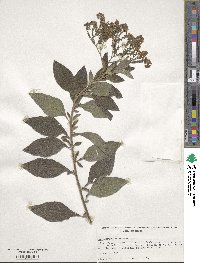 Heliotropium arborescens image