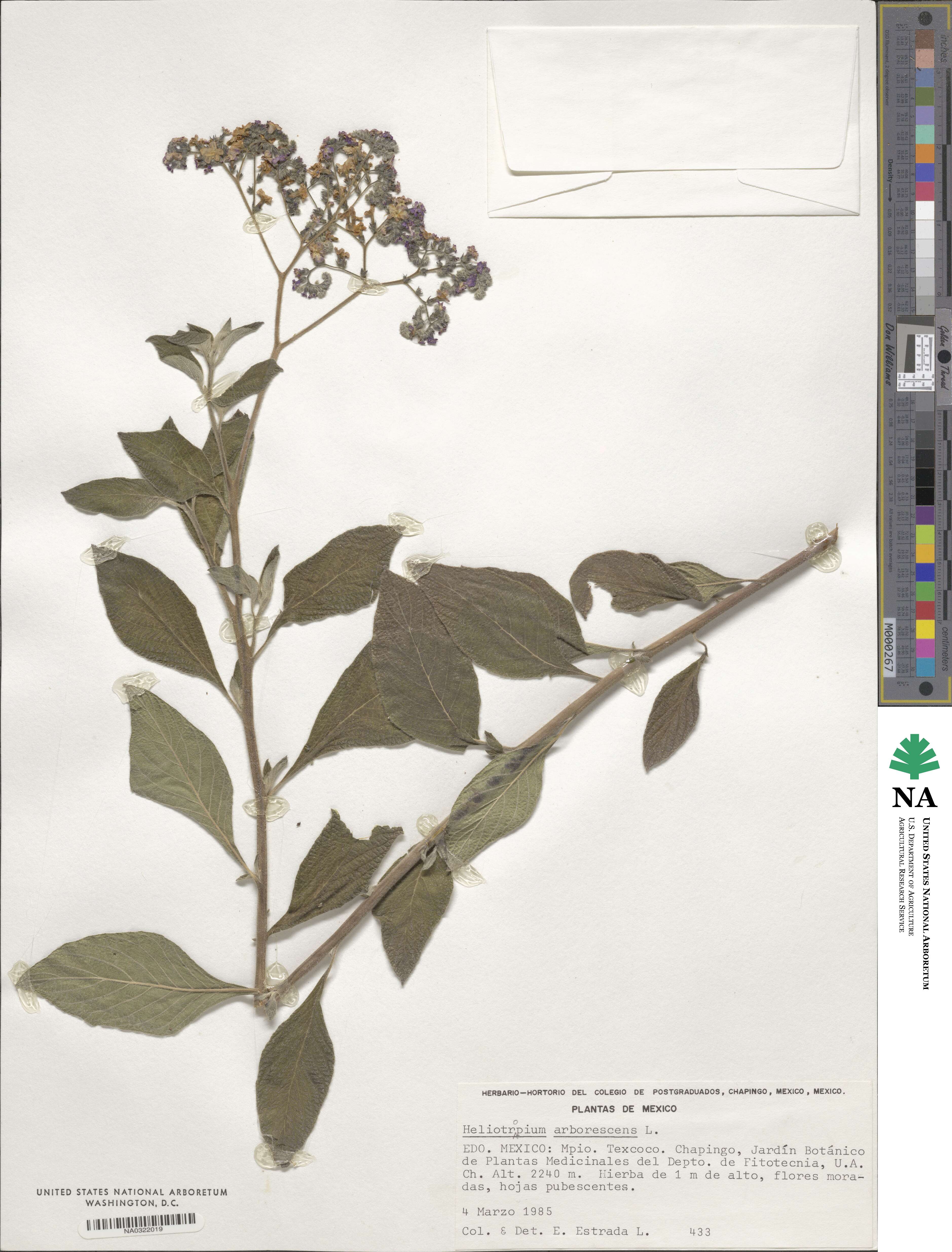 Heliotropium arborescens image