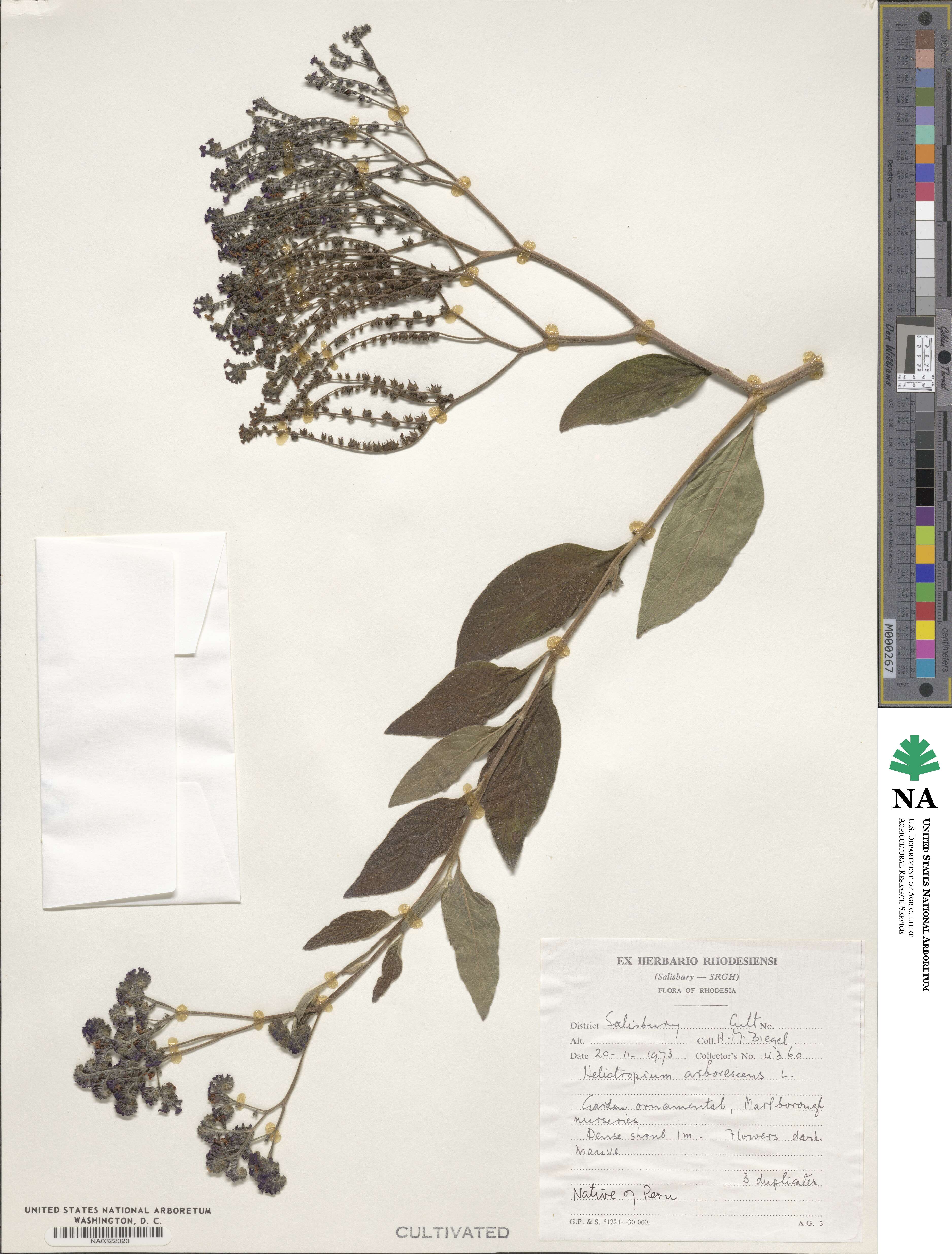 Heliotropium arborescens image