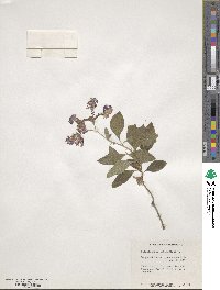 Heliotropium arborescens image