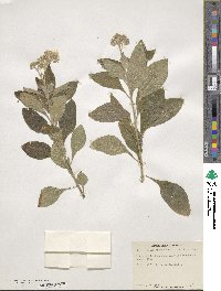 Heliotropium arborescens image