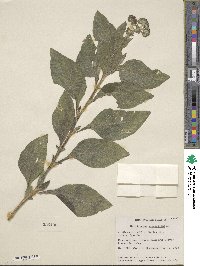 Heliotropium arborescens image