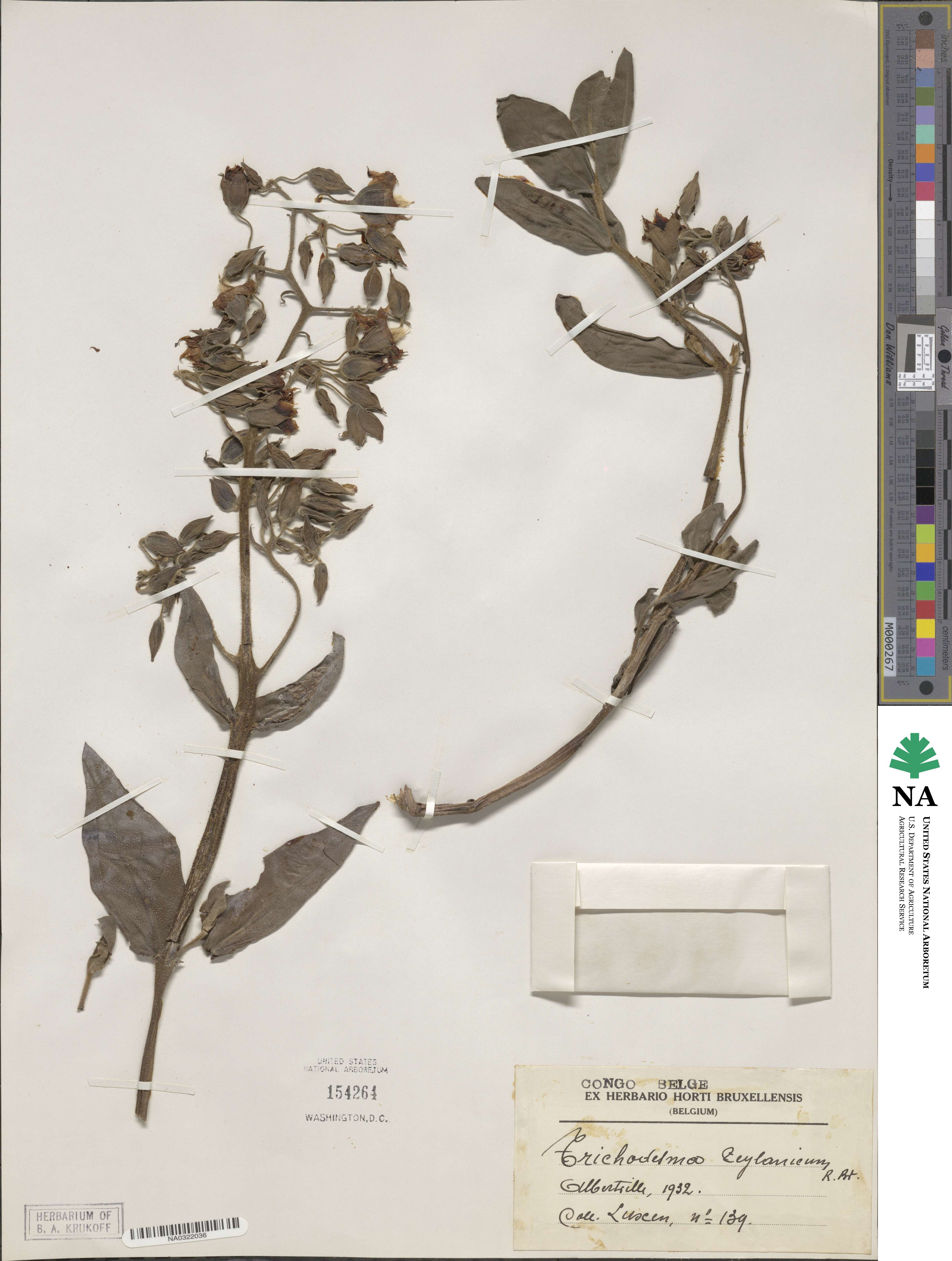 Trichodesma zeylanicum image