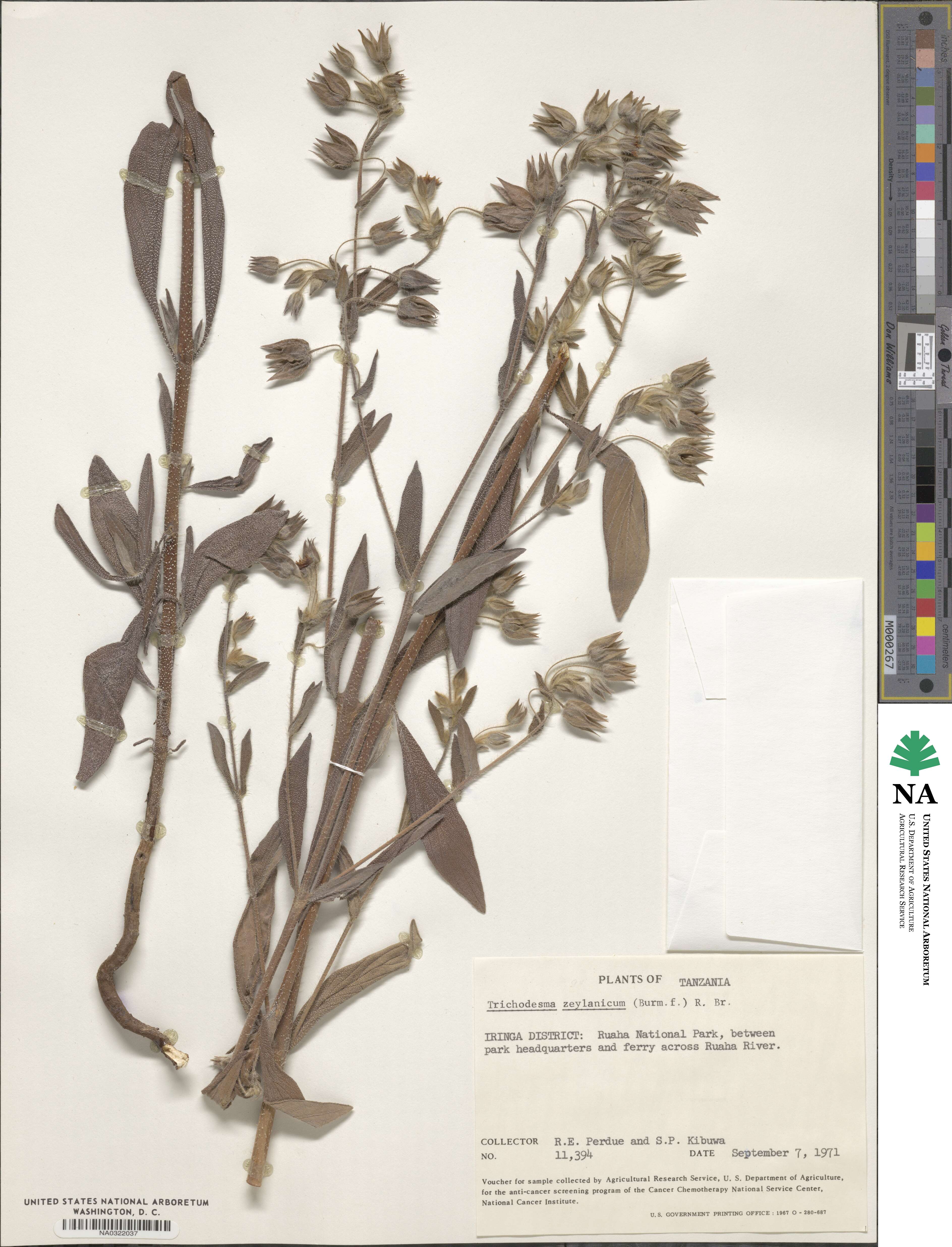 Trichodesma zeylanicum image