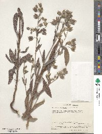 Trichodesma zeylanicum image