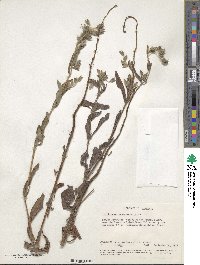 Trichodesma zeylanicum image