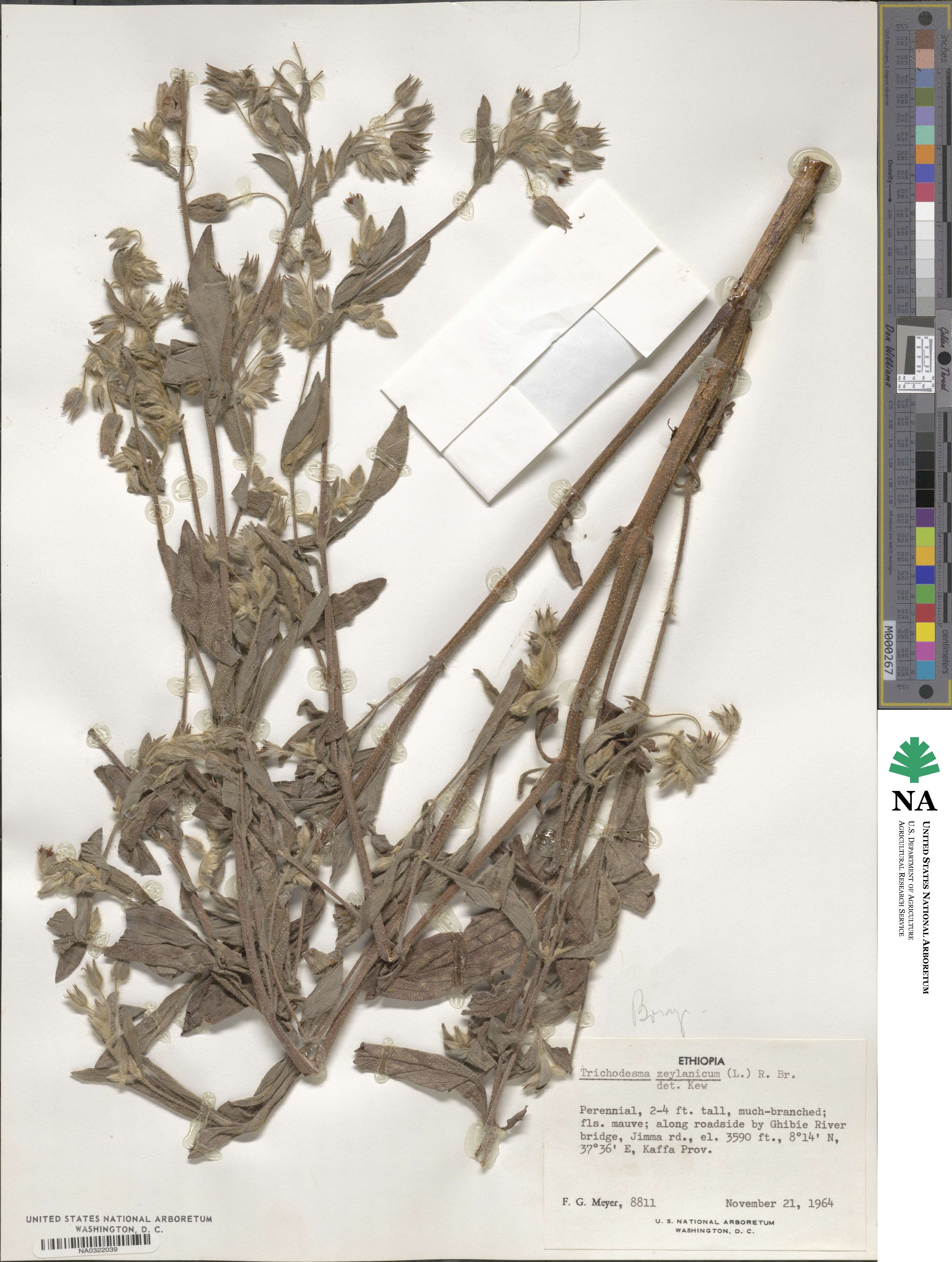 Trichodesma zeylanicum image
