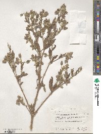 Trichodesma zeylanicum image