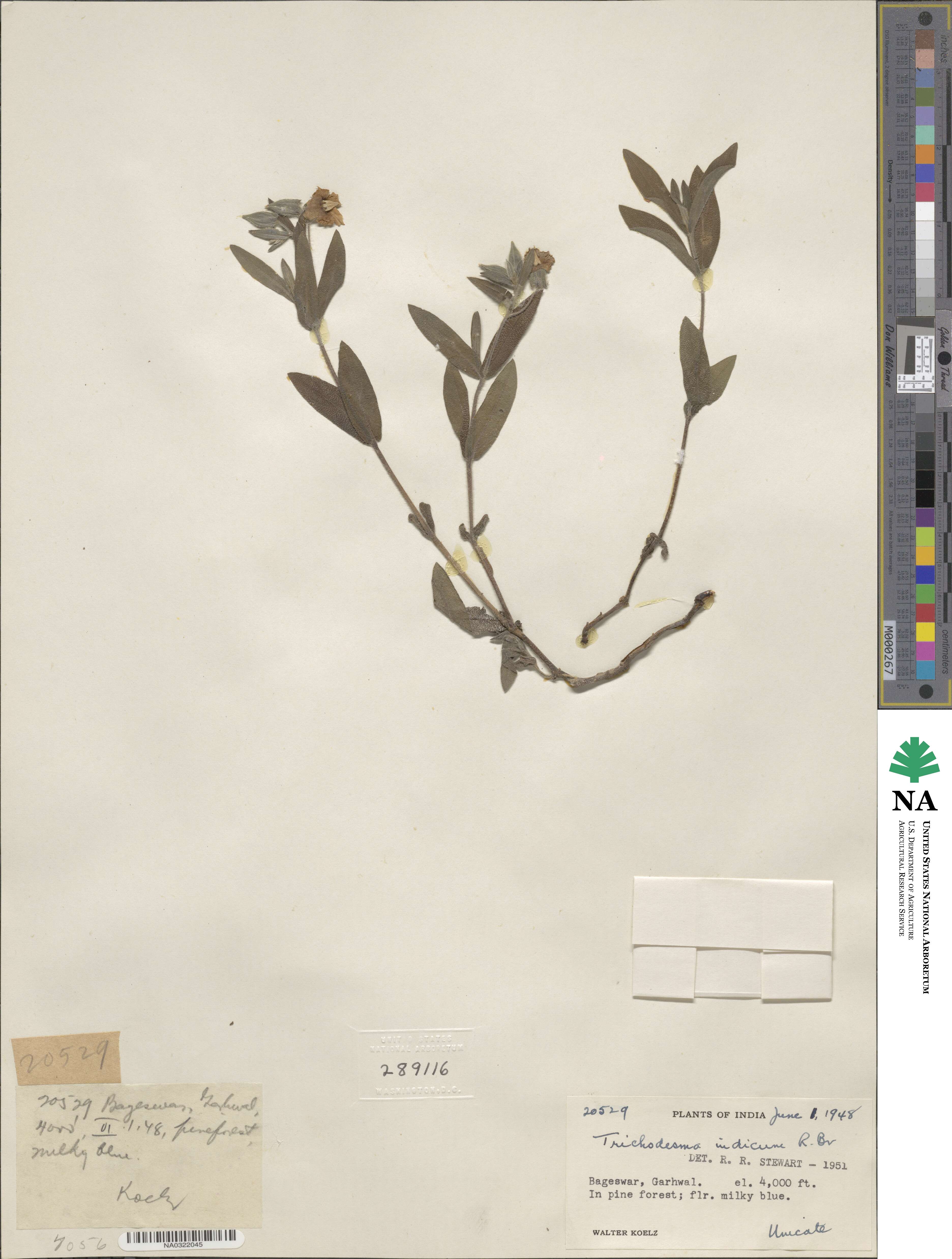 Trichodesma image