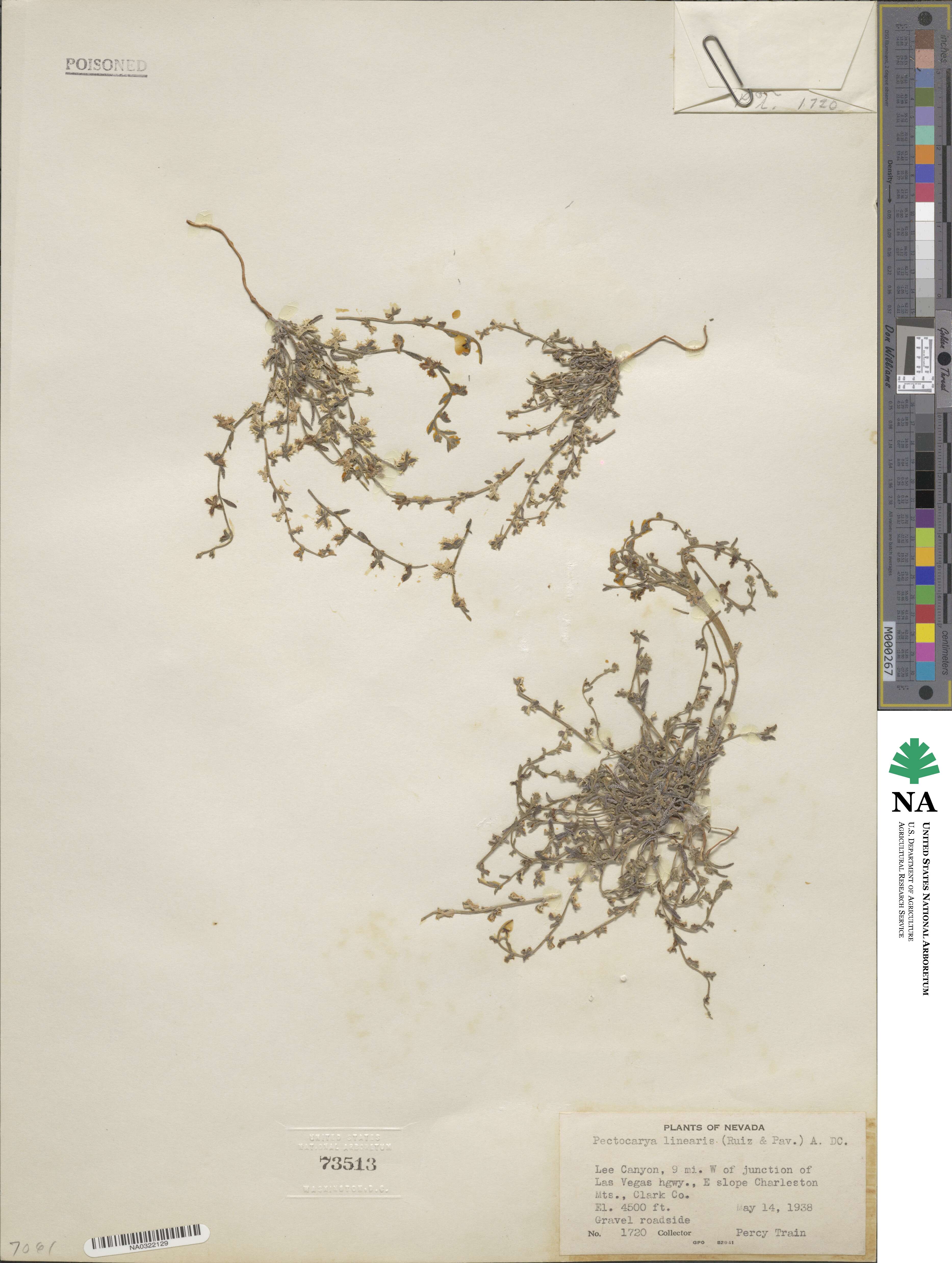 Pectocarya linearis image