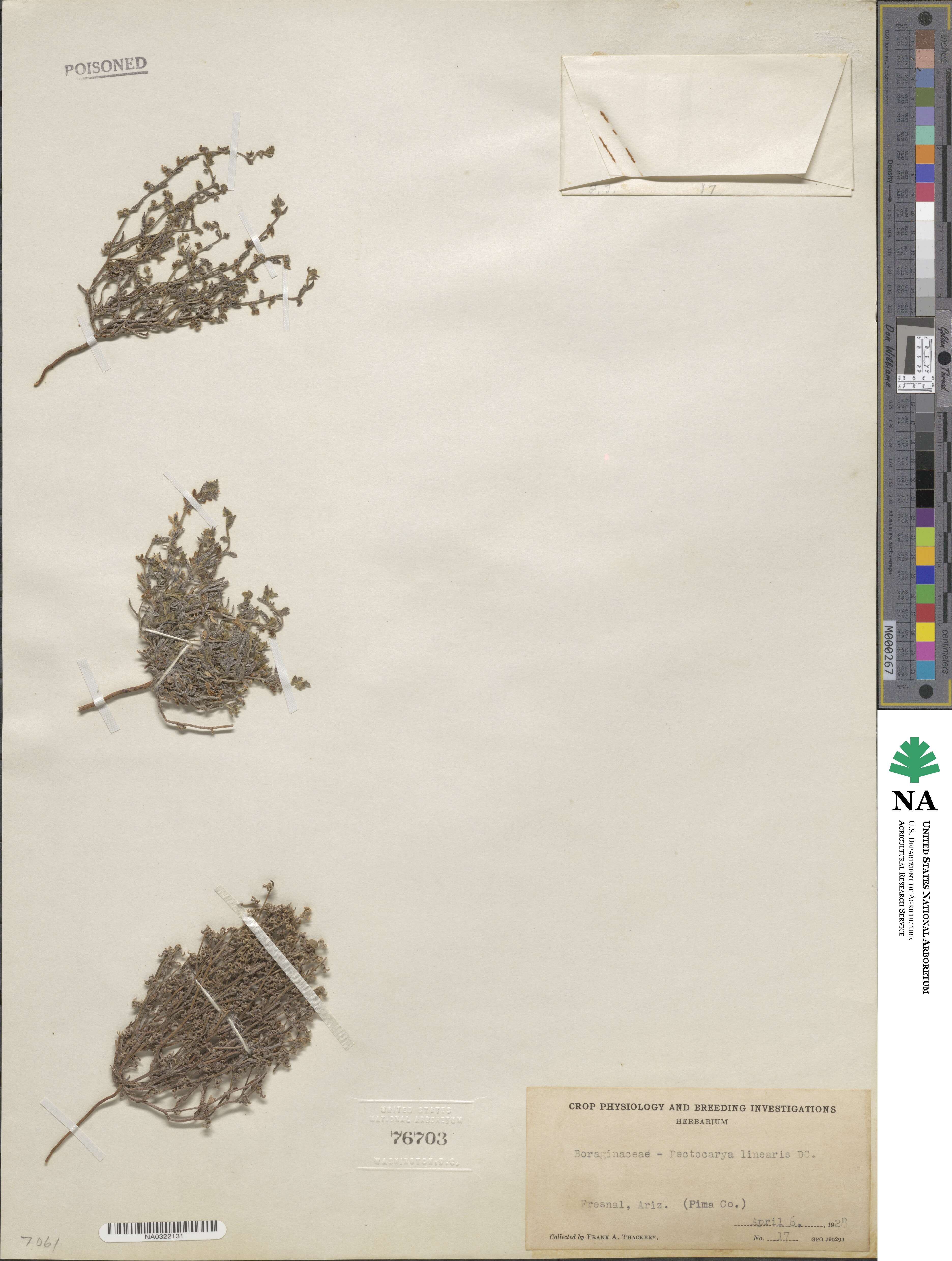 Pectocarya linearis image