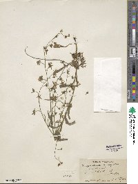 Iberodes linifolia image