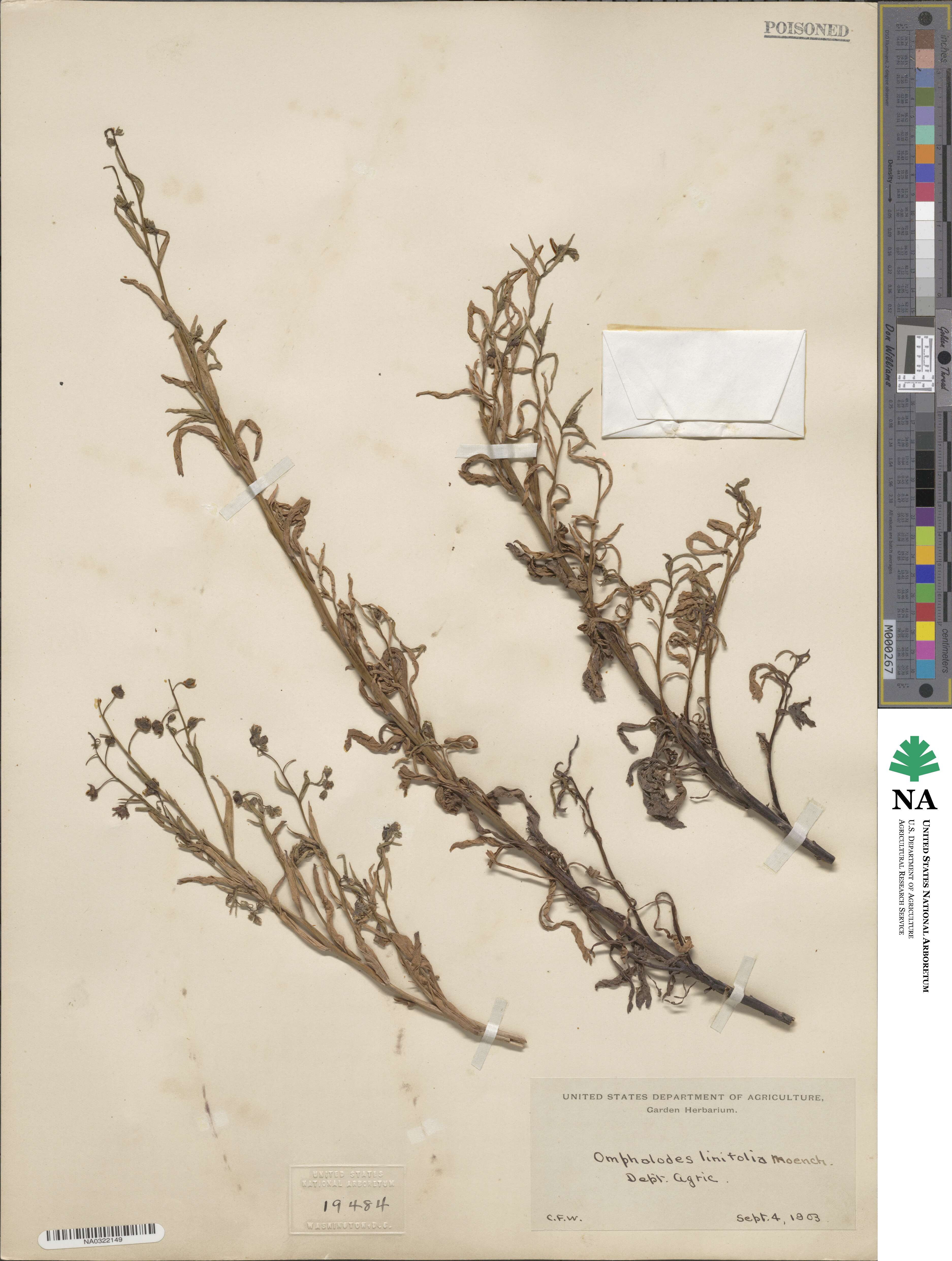 Iberodes linifolia image