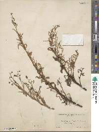 Iberodes linifolia image