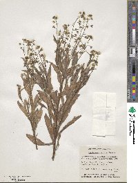 Iberodes linifolia image