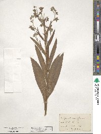 Cynoglossum officinale image