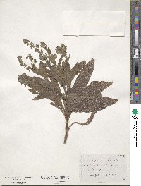 Cynoglossum officinale image