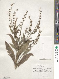 Cynoglossum officinale image