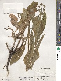 Cynoglossum officinale image