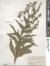 Cynoglossum officinale image