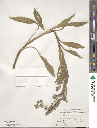 Cynoglossum officinale image