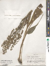 Cynoglossum officinale image