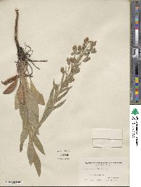 Cynoglossum officinale image